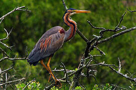 Purple Heron