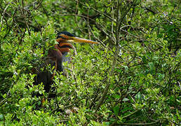 Purple Heron