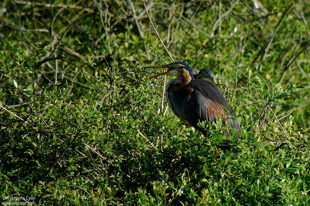 Purple Heron