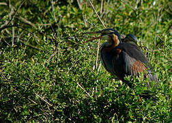 Purple Heron