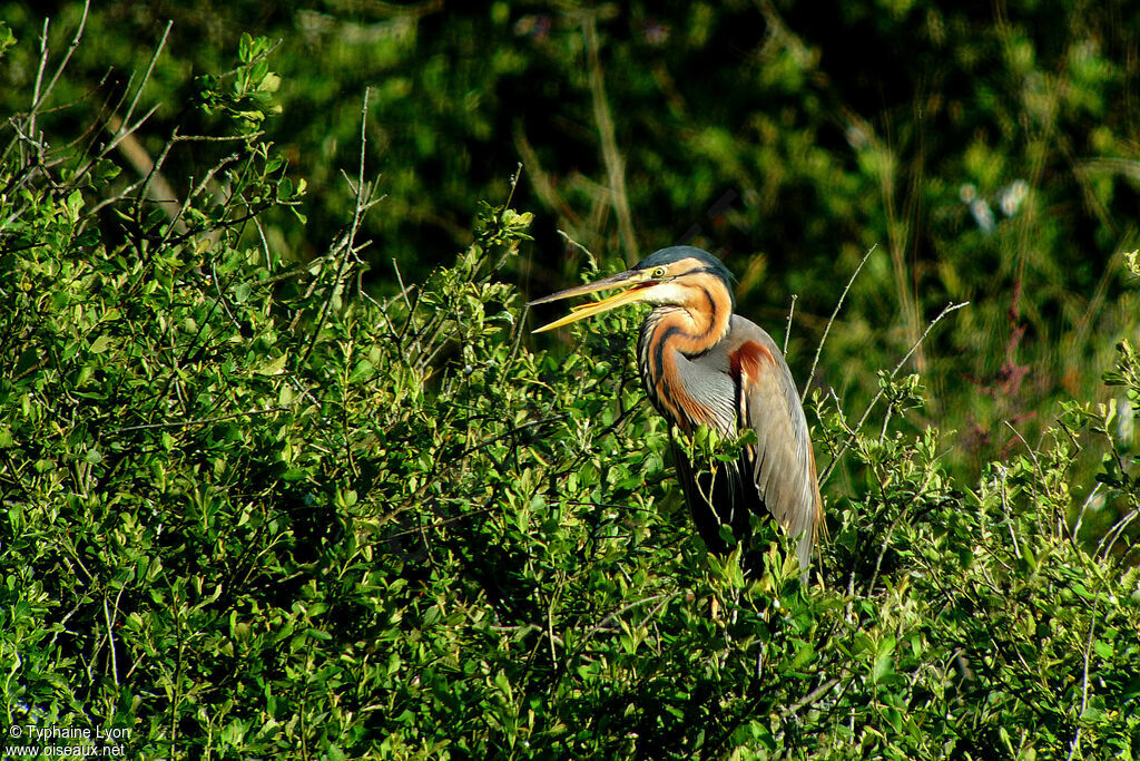 Purple Heron