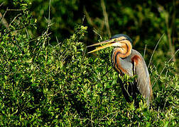 Purple Heron