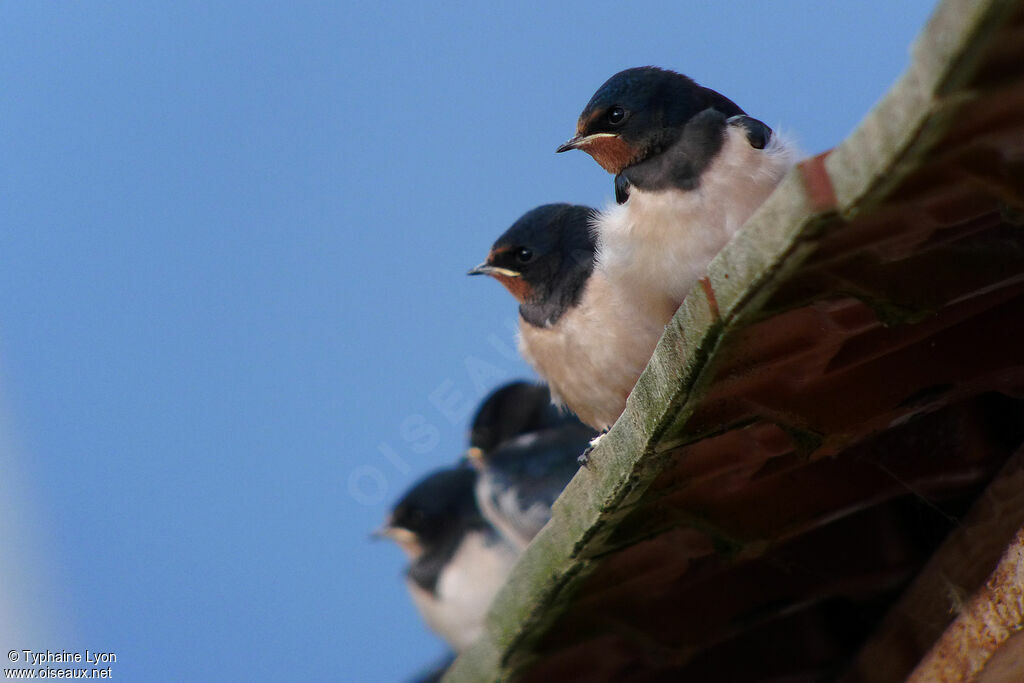 Barn Swallow