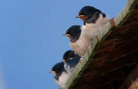 Barn Swallow