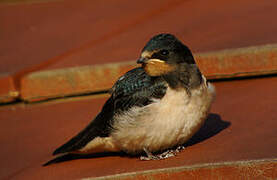 Barn Swallow