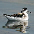 Phalarope à bec étroit