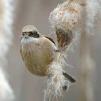 Rémiz penduline