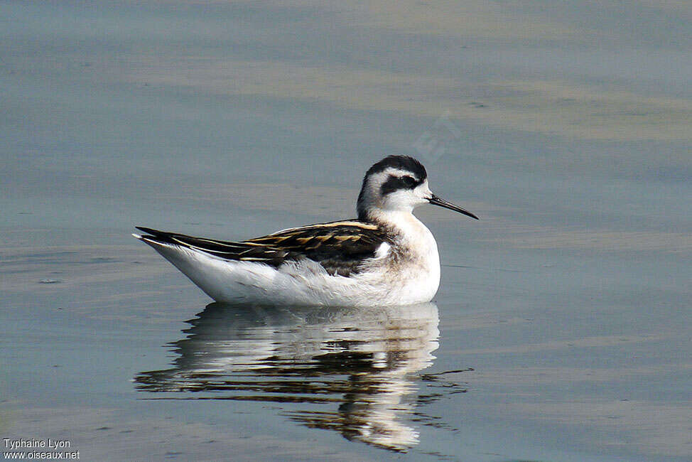 Red-necked Phalaropejuvenile, identification