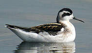 Phalarope à bec étroit