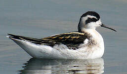 Phalarope à bec étroit