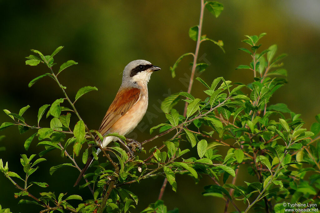 Red-backed Shrike