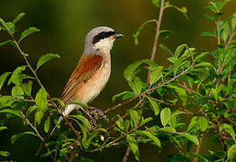 Red-backed Shrike