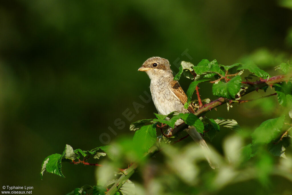 Red-backed Shrike