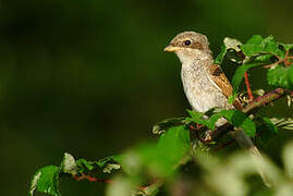 Red-backed Shrike