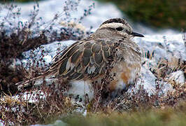 Eurasian Dotterel