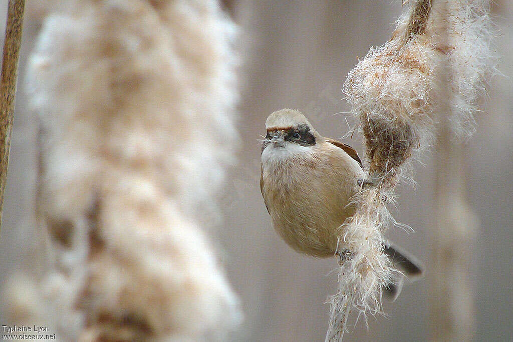 Eurasian Penduline Tit female adult, feeding habits, eats