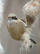 Eurasian Penduline Tit