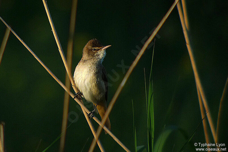 Great Reed Warbler