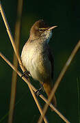 Great Reed Warbler