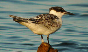 Sandwich Tern