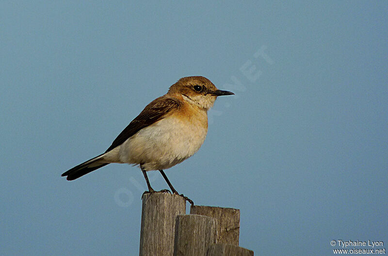 Black-eared Wheatear