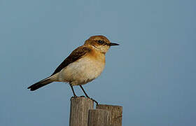 Western Black-eared Wheatear