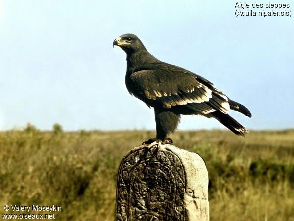 Aigle des steppes