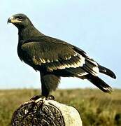 Steppe Eagle