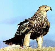 Eastern Imperial Eagle