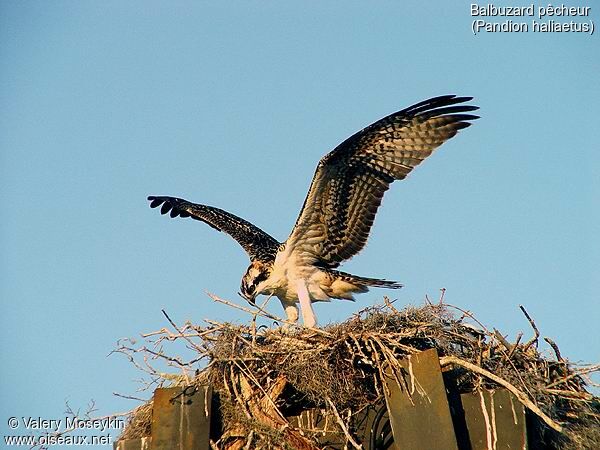 Western Osprey