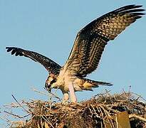 Western Osprey