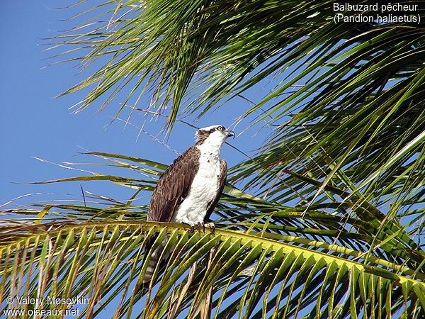 Western Osprey