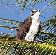 Western Osprey