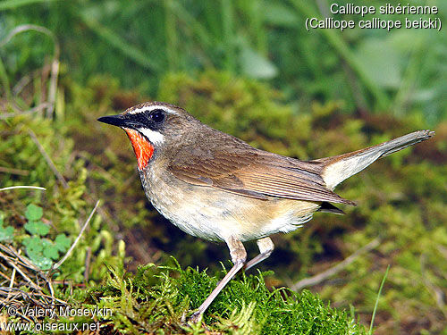 Calliope sibérienne