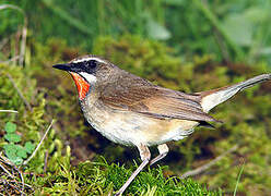 Siberian Rubythroat (beicki)