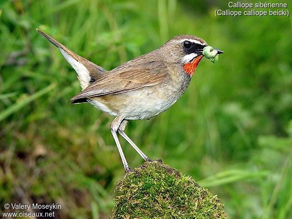 Siberian Rubythroat (beicki)