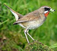 Siberian Rubythroat (beicki)