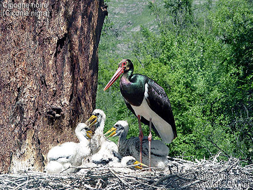 Black Stork