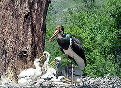 Black Stork