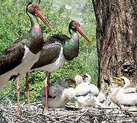 Black Stork