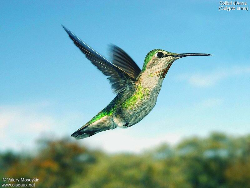 Anna's Hummingbird