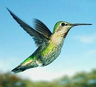 Colibri d'Anna