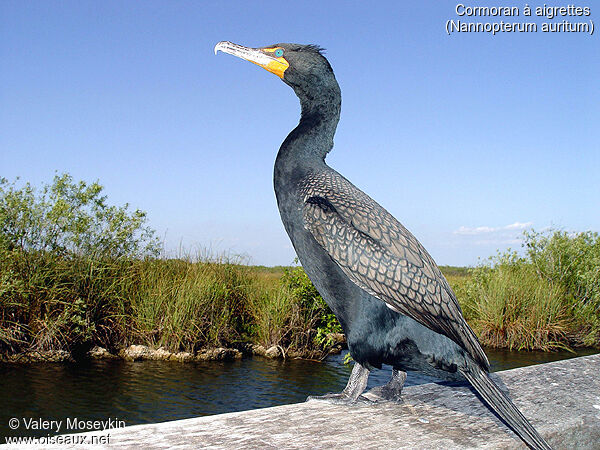 Double-crested Cormorant