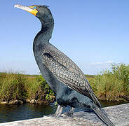 Double-crested Cormorant