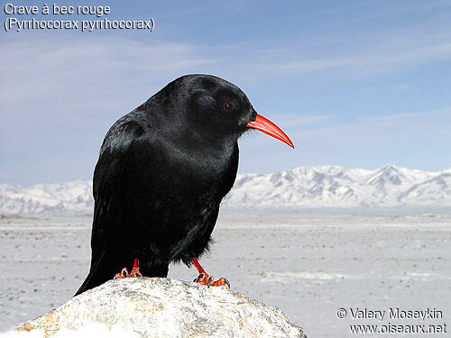 Red-billed Chough