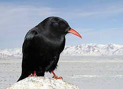 Red-billed Chough