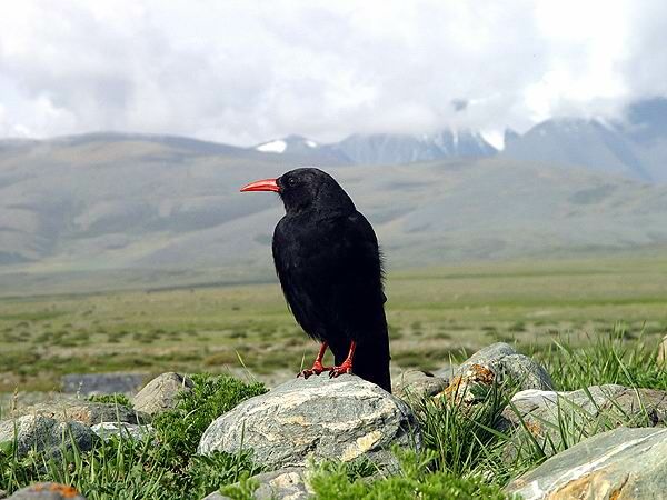 Red-billed Chough