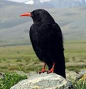 Red-billed Chough