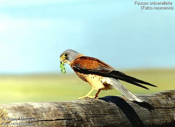 Lesser Kestrel