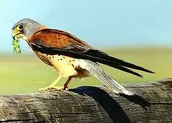 Lesser Kestrel